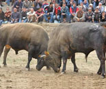 thm_bullfighting1.jpg
