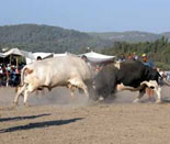 thm_bullfighting3.jpg