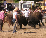 thm_bullfighting2.jpg