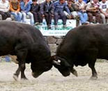 thm_bullfighting4.jpg