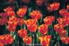 tulips_small.jpg